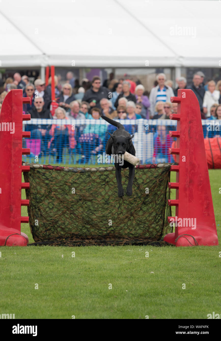 A black labrador from the K92000 Dog Display team run by Caroline and ...