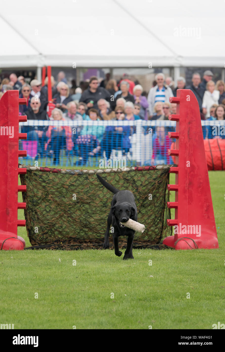 A black labrador from the K92000 Dog Display team run by Caroline and ...