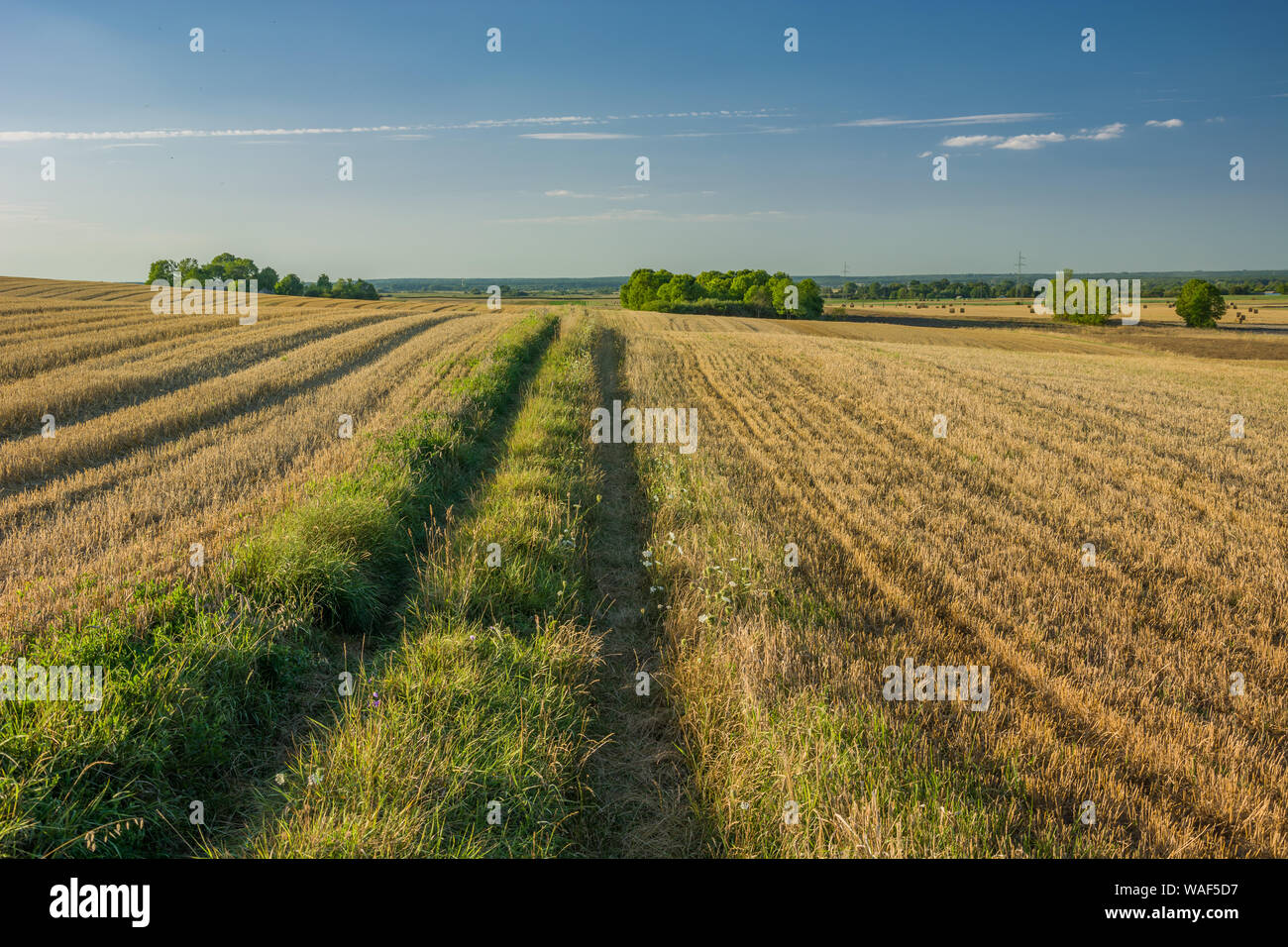 Road overgrown by grass through harvested hilly fields Stock Photo