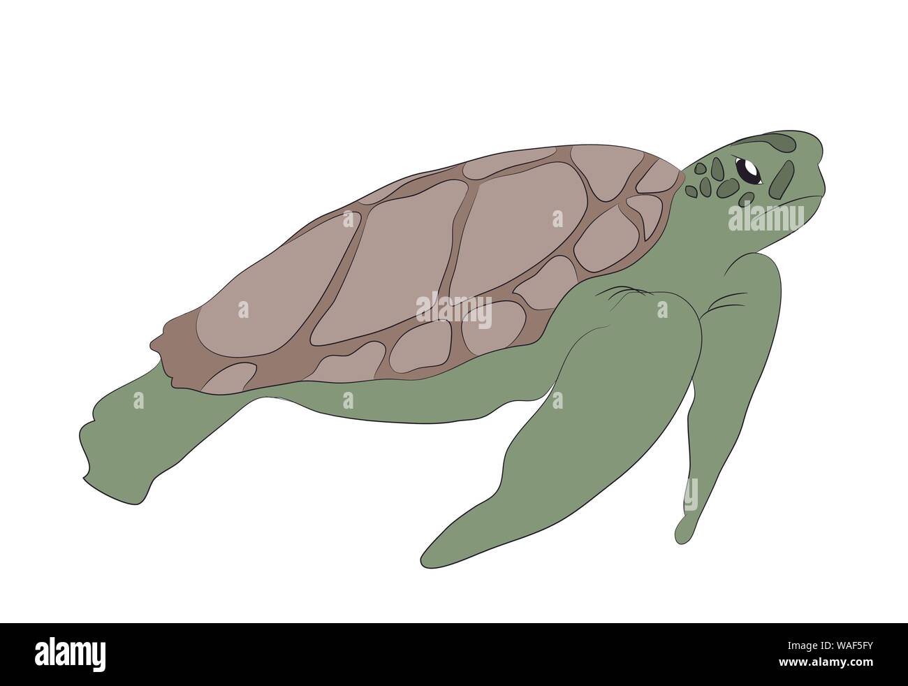 green turtle swim drawing, vector, white background Stock Vector