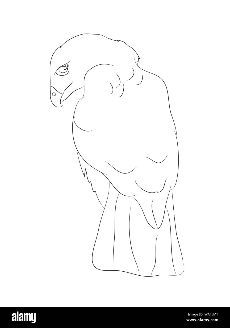 eagle sits drawing lines, vector, white background Stock Vector