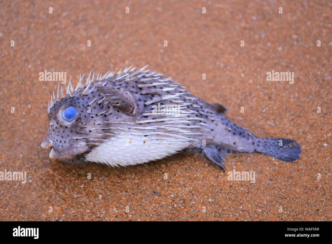 Dead puffer fish on the sand Stock Photo - Alamy