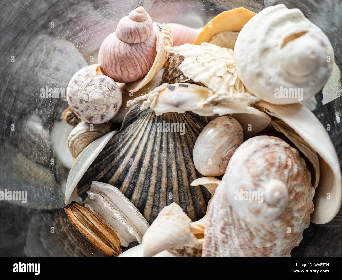Perspective view of a glass jar full of seashells Stock Photo Alamy