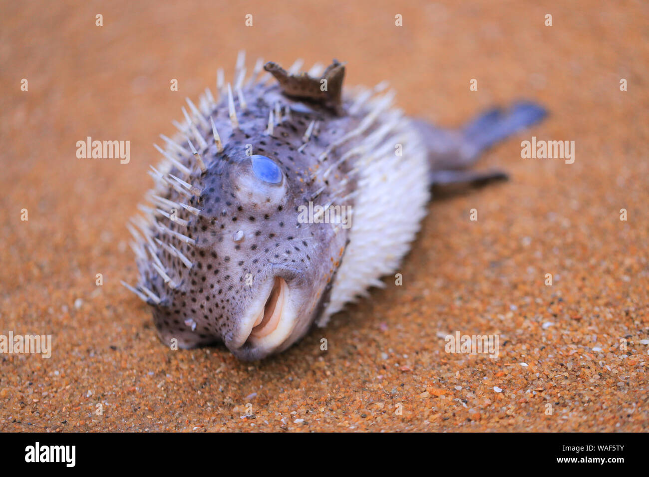 Dead puffer fish on beach hires stock photography and images Alamy