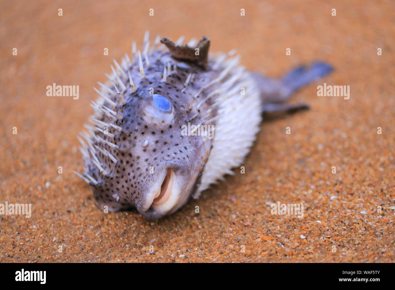 Dead puffer fish on the sand Stock Photo
