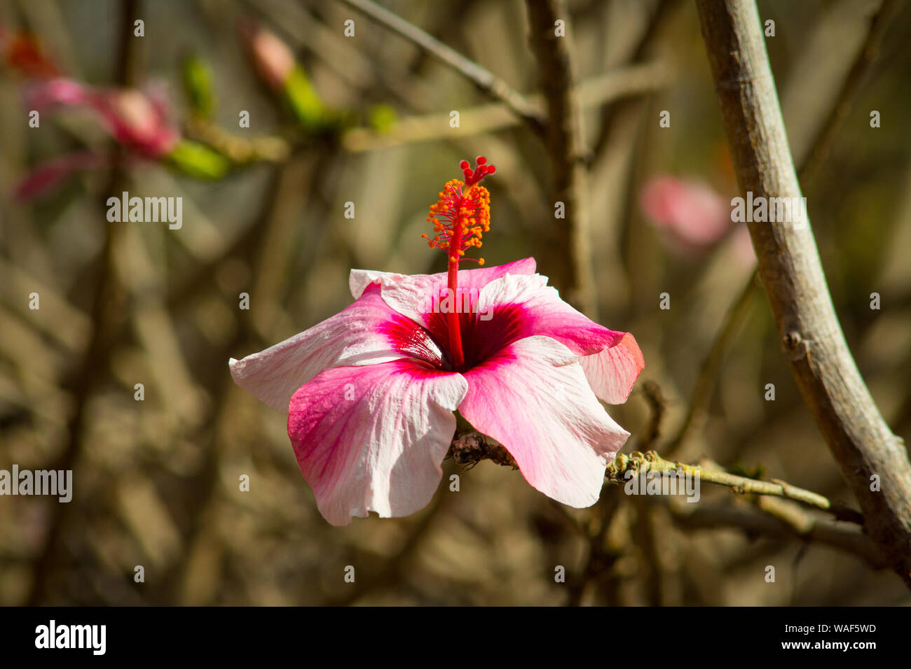 Flower of the hindu goddess kali hi-res stock photography and images - Alamy