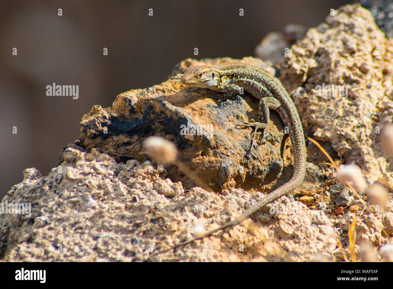 Lizard camouflage lizards reptile hi-res stock photography and images ...