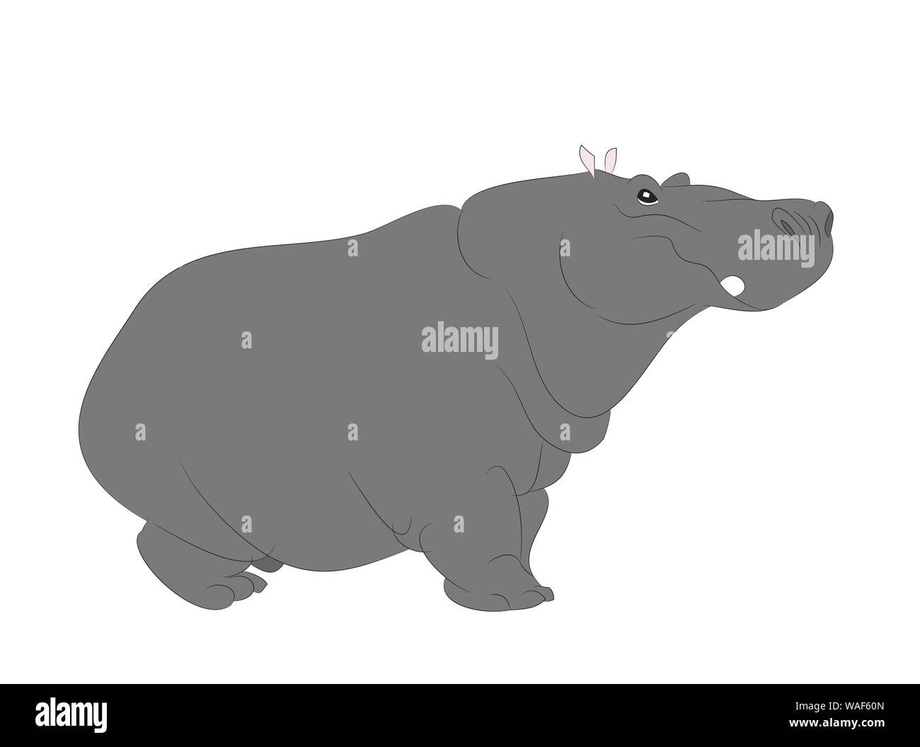 Hippopotamus stands drawing color, vector, white background Stock Vector