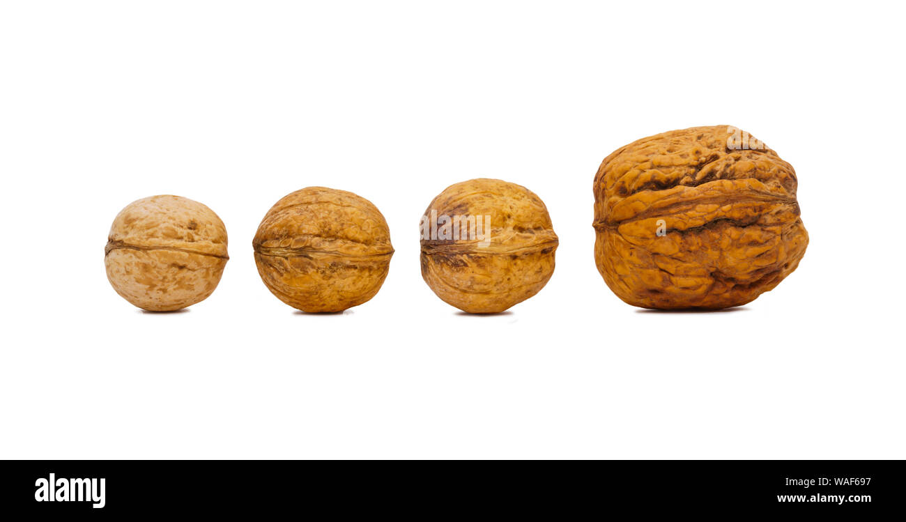 four walnuts, one of which is more than the others, isolated on a white ...