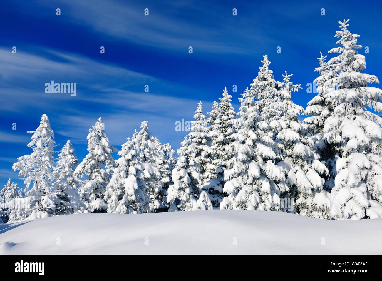Snow-covered winter landscape, spruces (Picea abies) covered by snow, bright sunshine, blue sky, Harz National Park, Saxony-Anhalt, Germany Stock Photo