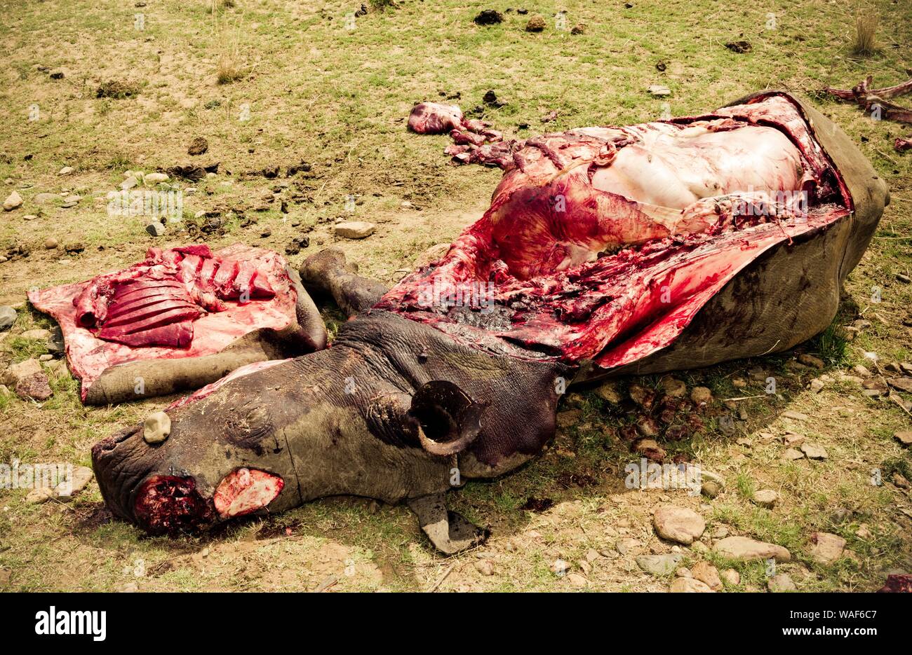 Poached white rhino, poaching, Kruger National Park, South Africa Stock Photo