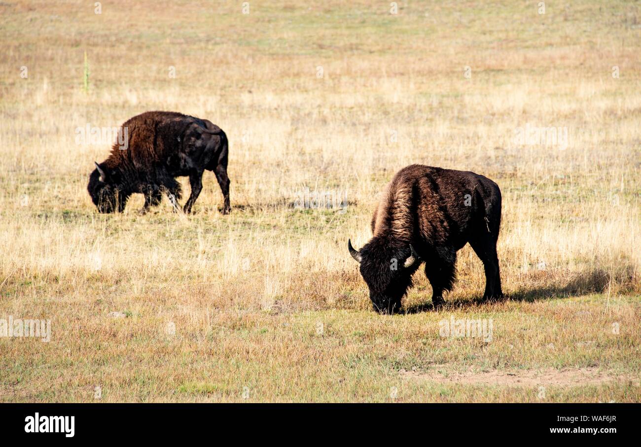 Two Beefalos or Cattalos on a pasture, crossing of American Bison (Bison bison) and domestic cattle (Bos taurus), Grand Canyon National Park, North Stock Photo