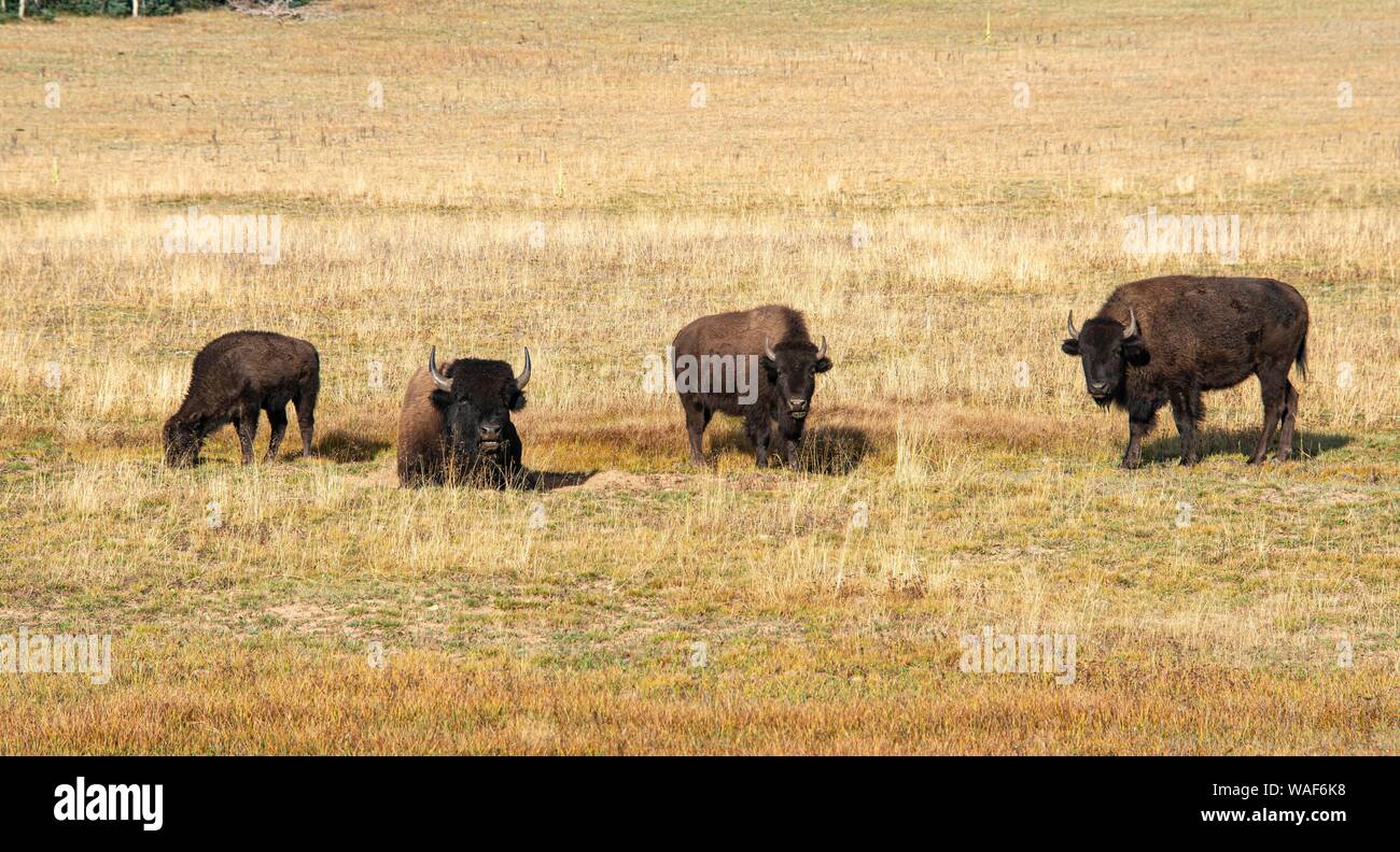 Four Beefalos or Cattalos on a pasture, crossing of American Bison ...