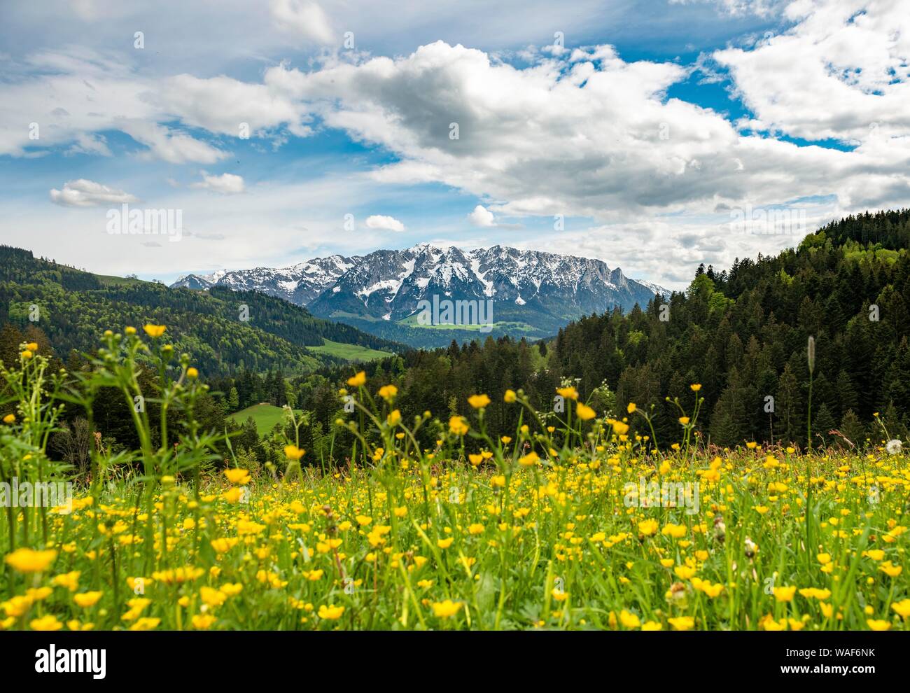 Yellow flower meadow in front of mountain panorama with mountain range Zahmer Kaiser, Buttercup (Ranunculus), Erl, Austria Stock Photo