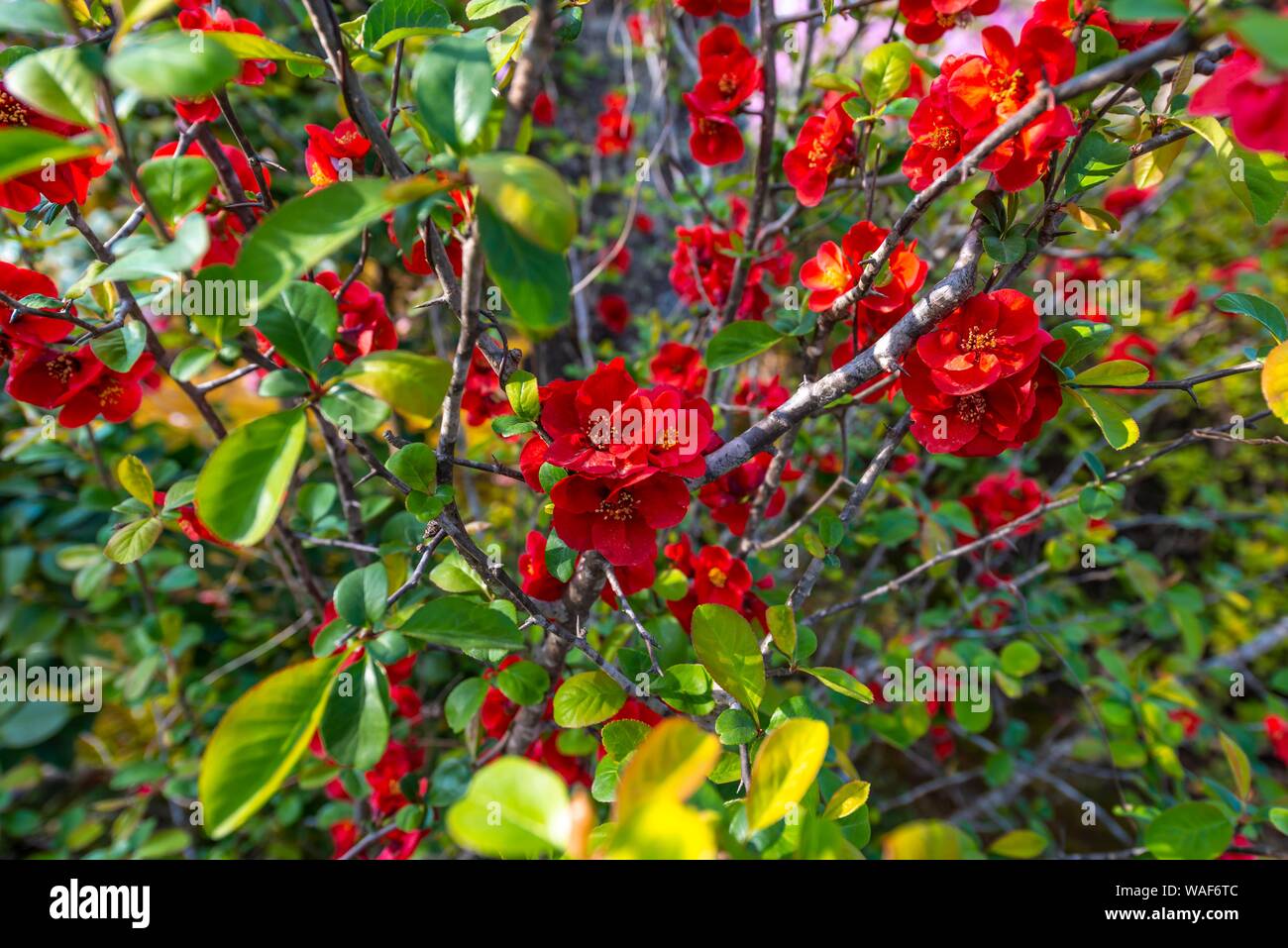 Flowering Japanese quince (Chaenomeles speciosa), red flowers in spring, Kyoto, Japan Stock Photo