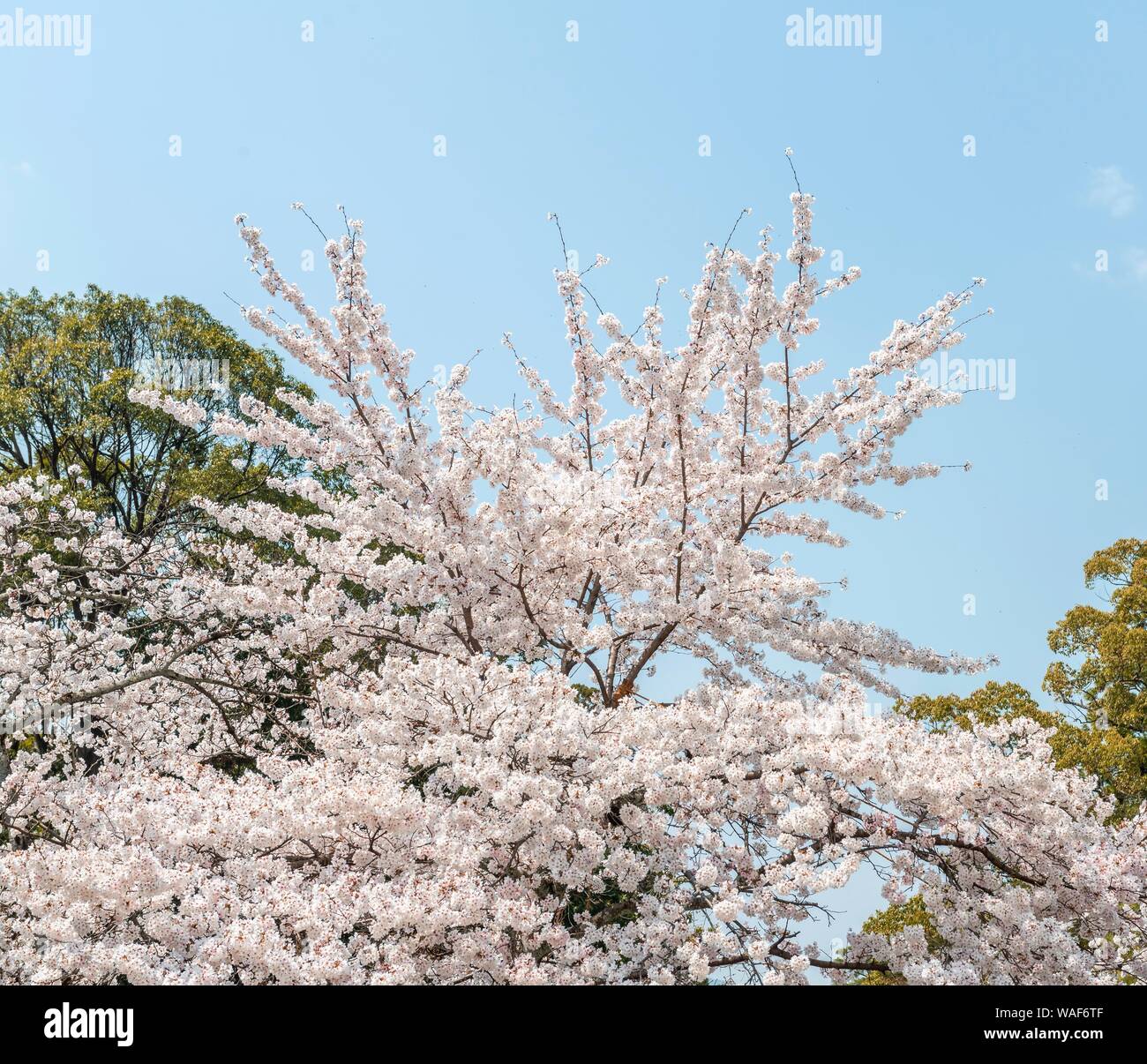 Japanese cherry blossom in spring, Japanese cherry blossom, Kyoto, Japan Stock Photo