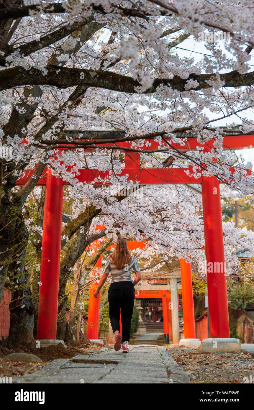 Yoshida shrine, Shinto, tourist runs between Torii gates, Japanese cherry blossom, Kyoto, Japan Stock Photo