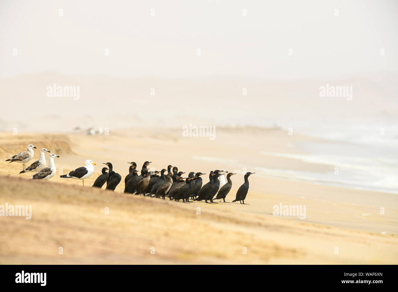 Cape Cormorant - Phalacrocorax capensis, endangered cormorant species from Southwest African coasts and mangroves, Walvis Bay, Namibia Stock Photo