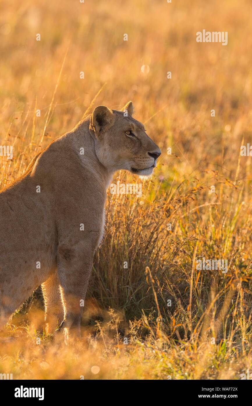 Lioness (Panthera leo), Masai Mara National Reserve, Kenya Stock Photo ...