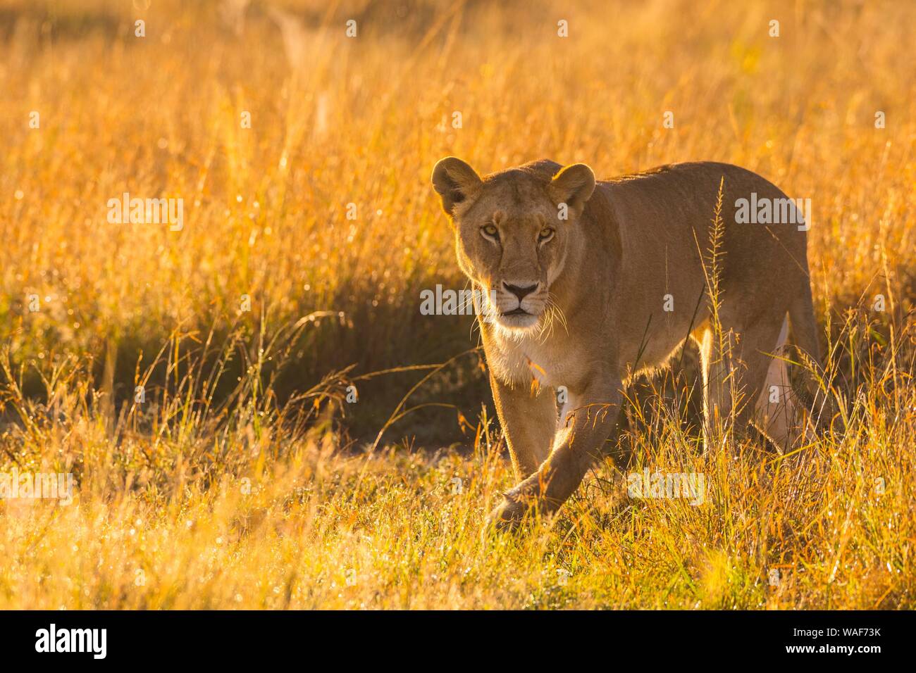 Lioness (Panthera leo) in tall grass, Masai Mara National Reserve ...
