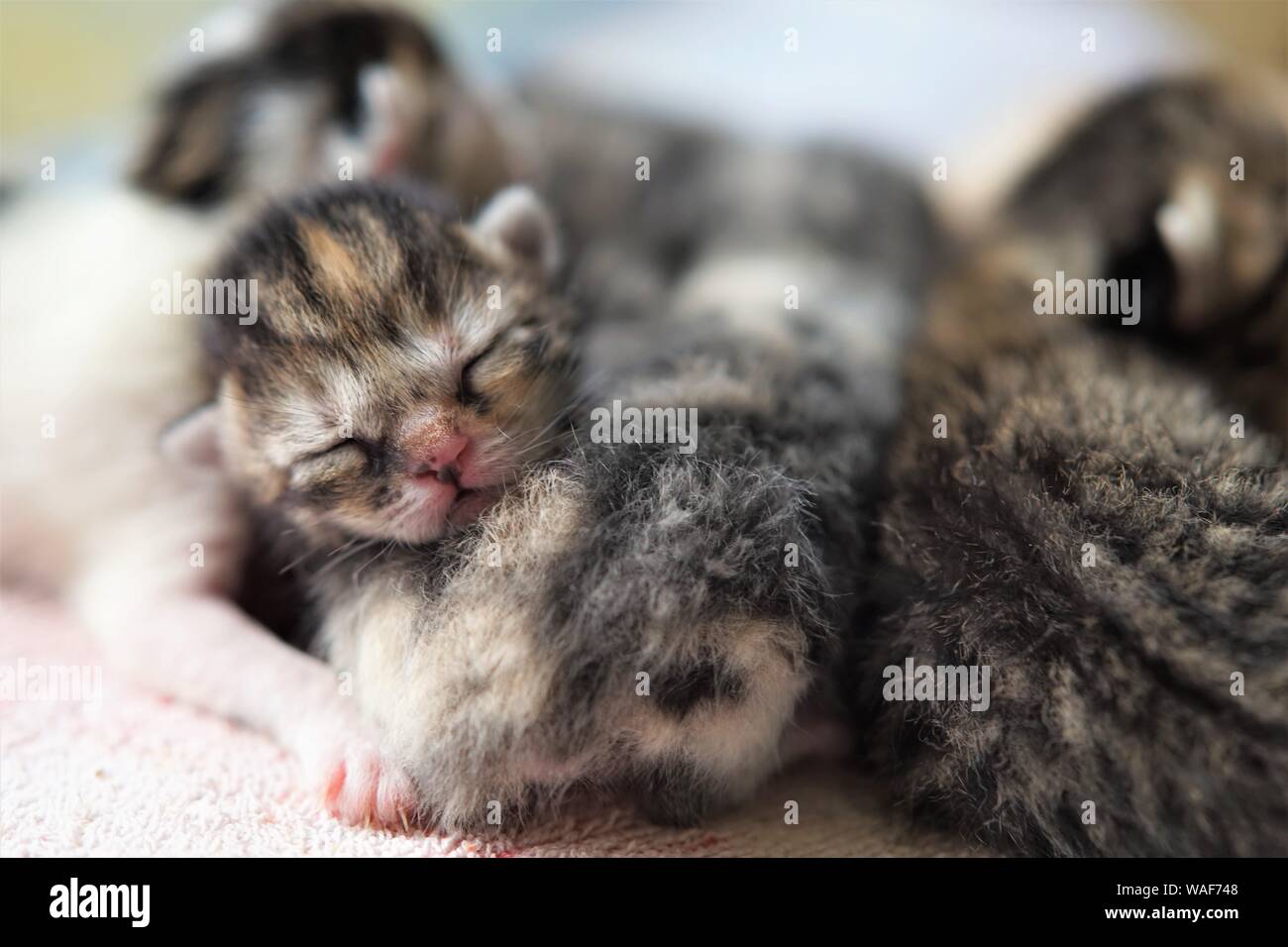 newborn kittens sleeping, small baby animals sleep, fifth day of life Stock  Photo - Alamy