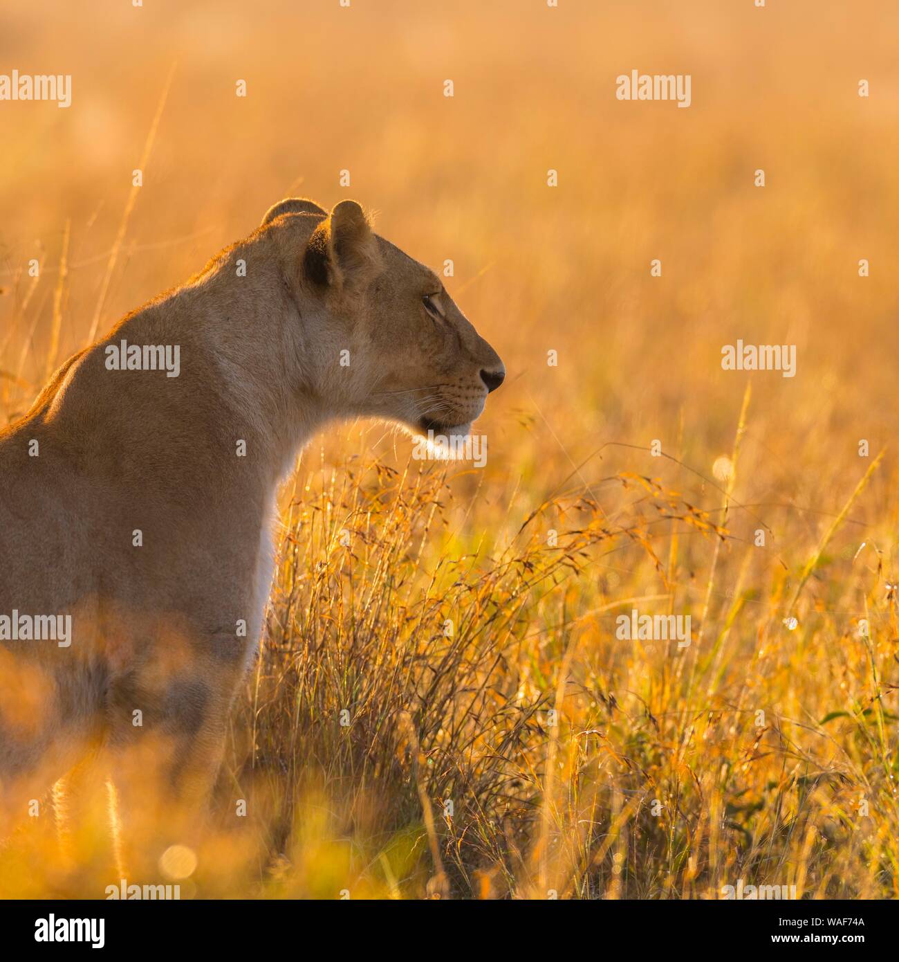 Lioness (Panthera leo), Masai Mara National Reserve, Kenya Stock Photo ...