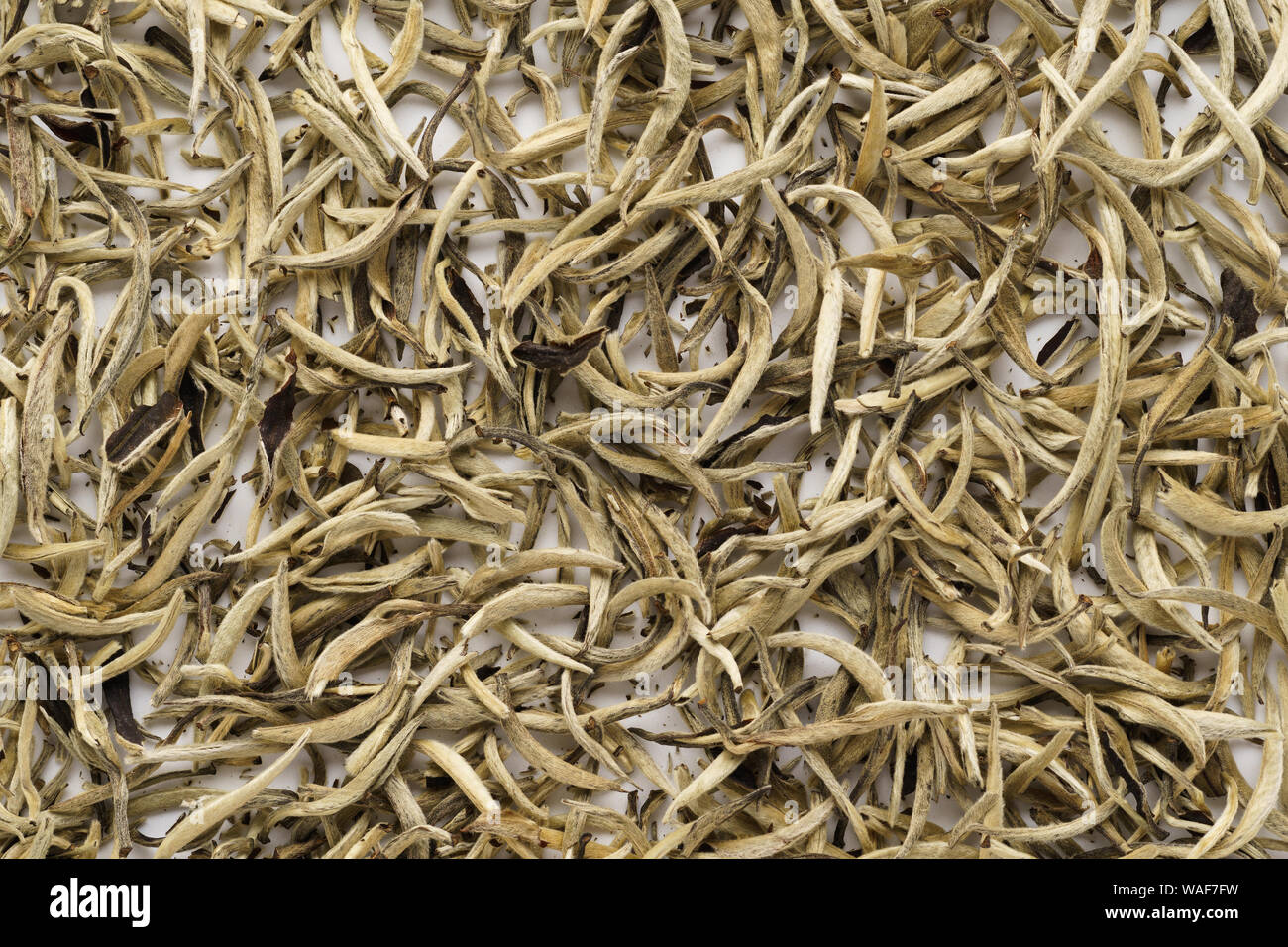 Dry white tea leaves as a background. Chinese Bai Hao Yin Zhen tea shot from above. Stock Photo