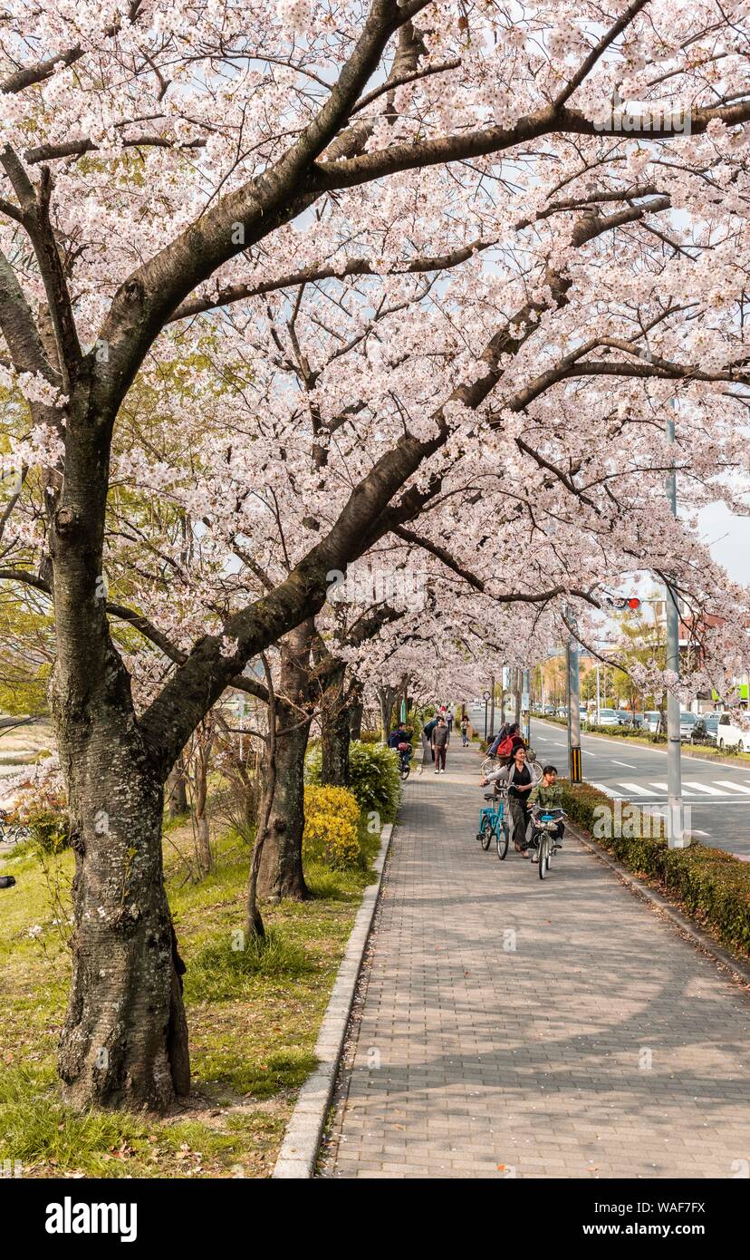 Pedestrians, street scene with blossoming cherry trees, Kyoto, Japan Stock Photo