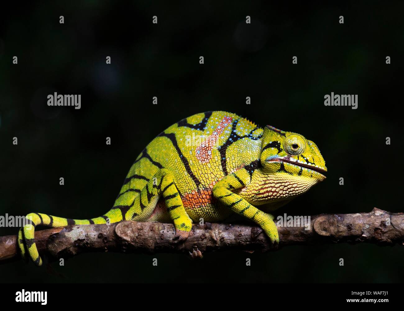 Female chameleon of the genus (Furcifer timoni), Montagne d'Ambre National Park, North Madagascar, Madagascar Stock Photo