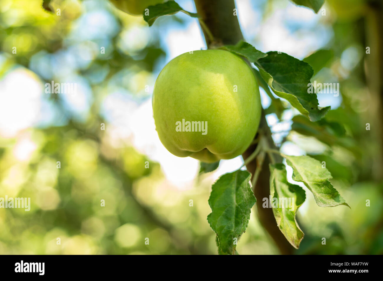Close Up Of Green Apples Hanging Off A Branch Photo Taken In My Backyard Stock Photo Alamy