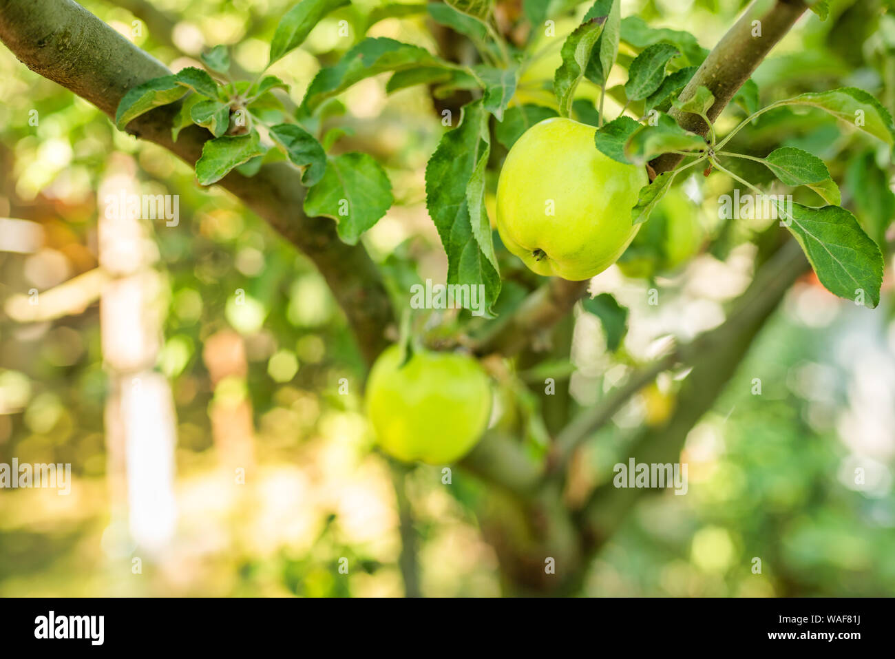 Close Up Of Green Apples Hanging Off A Branch Photo Taken In My
