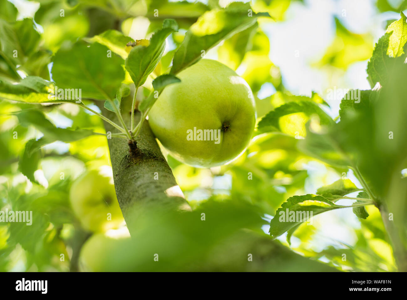 Close Up Of Green Apples Hanging Off A Branch Photo Taken In My