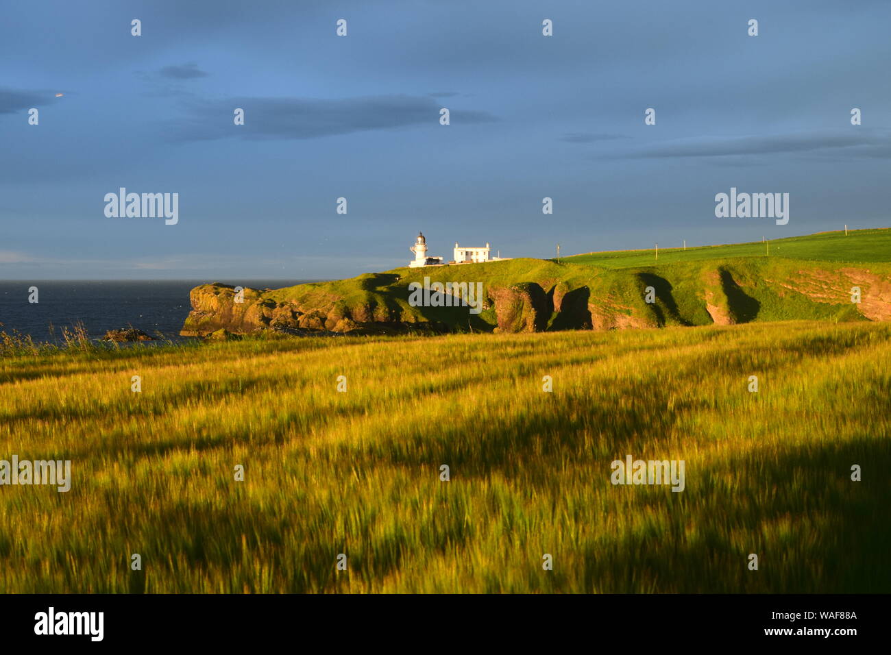 Dawn on barley fields and Tod Head lighthouse, Catterline, near Stonehaven Stock Photo