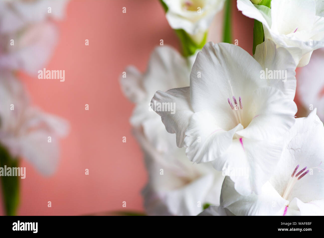 White Gladiolus flowers in blossom on pink background Stock Photo