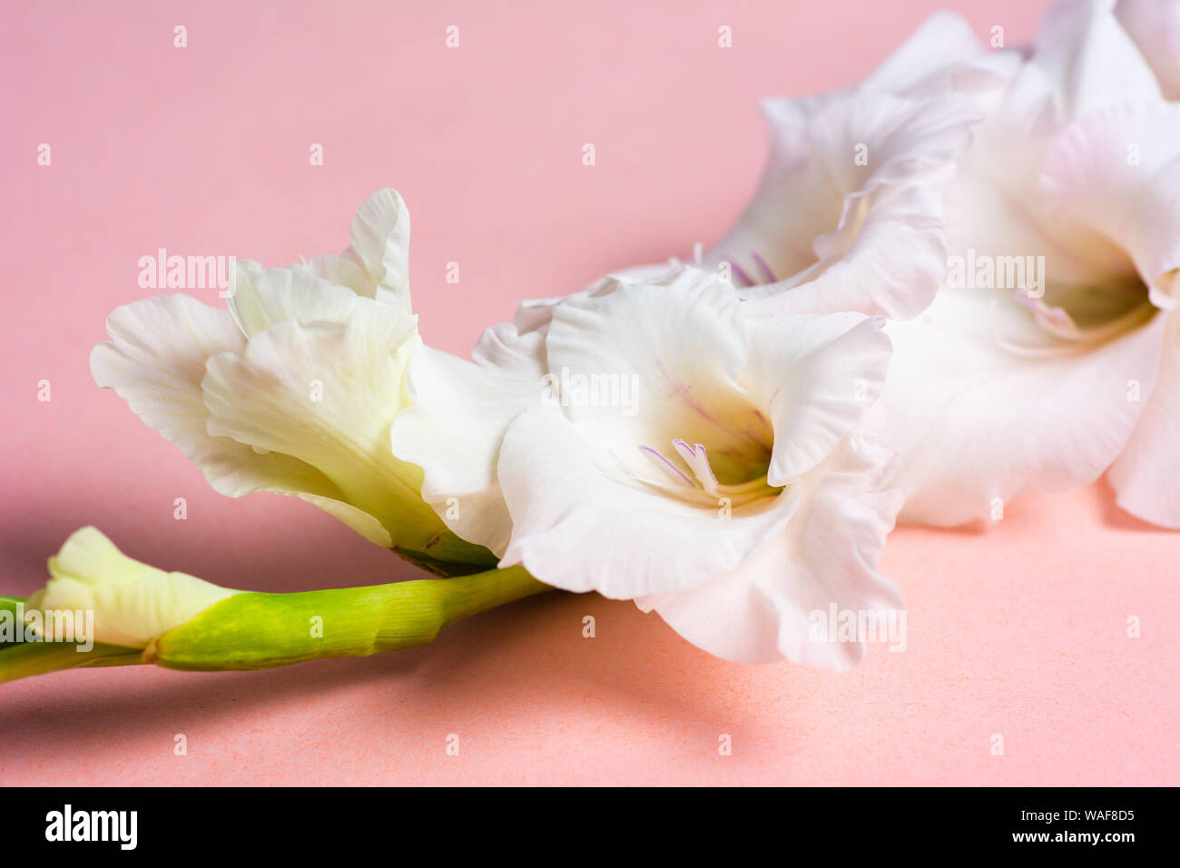 White Gladiolus flowers in blossom on pink background Stock Photo