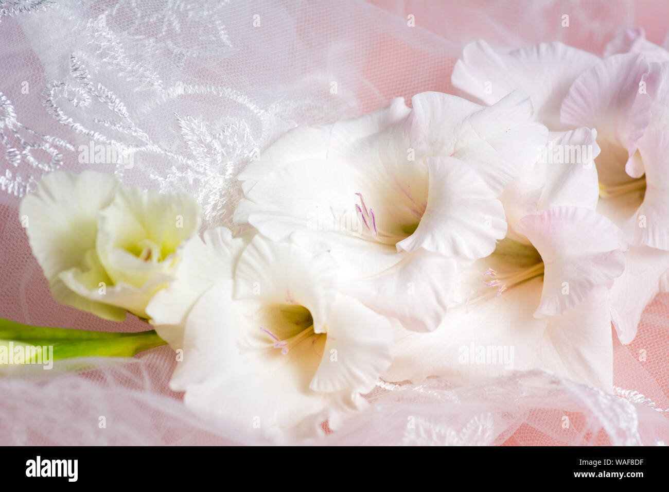 White Gladiolus flowers in blossom on pink background Stock Photo