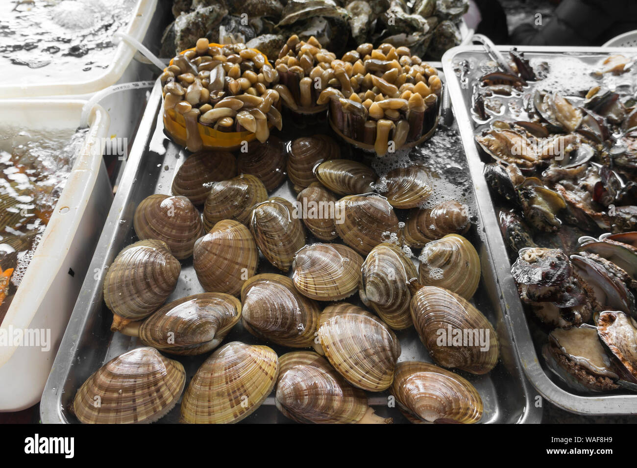 mollusks at a local food market. Hainan, China Stock Photo