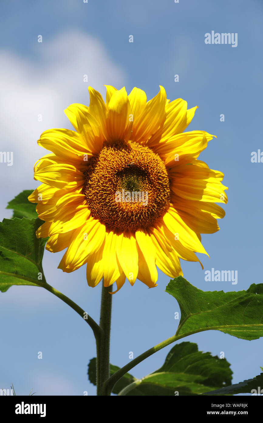 Sunflowers, UK Stock Photo Alamy
