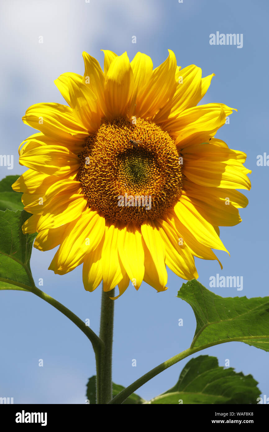 Sunflowers, UK Stock Photo Alamy