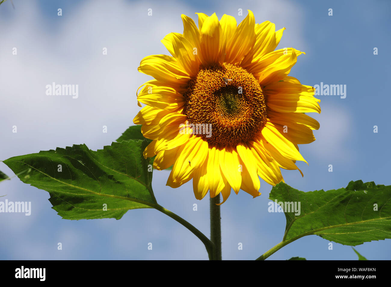 Sunflowers, UK. Stock Photo