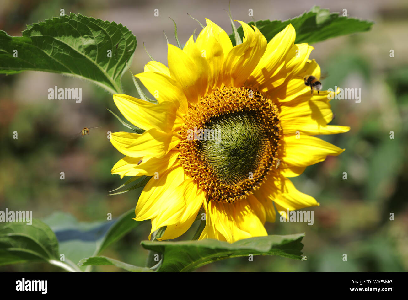 Sunflowers, UK Stock Photo Alamy