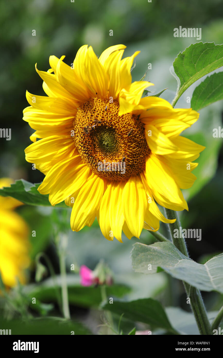 Sunflowers, UK. Stock Photo