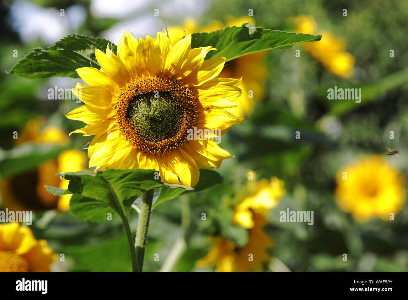 Sunflowers, UK Stock Photo Alamy