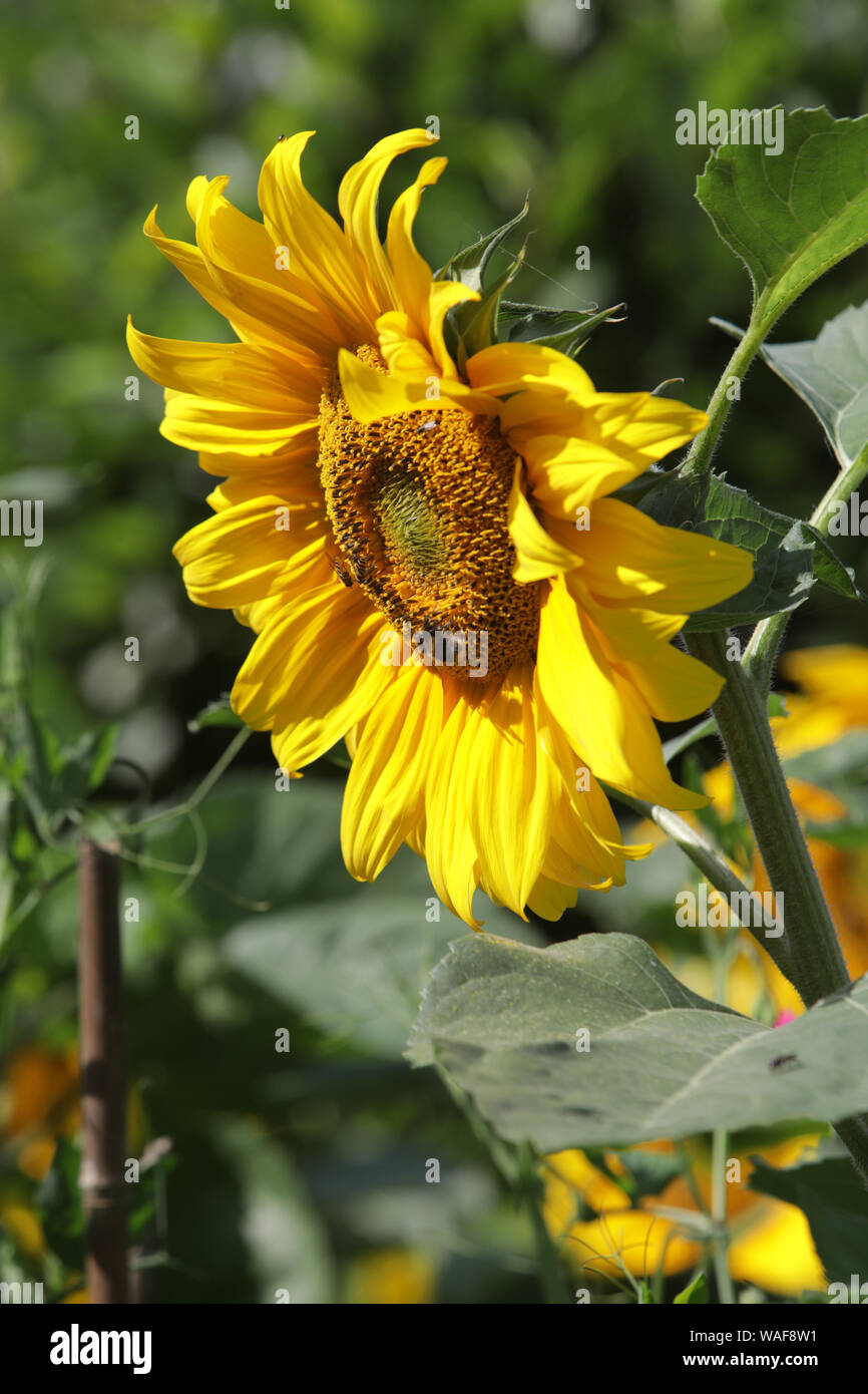 Sunflowers, UK Stock Photo Alamy