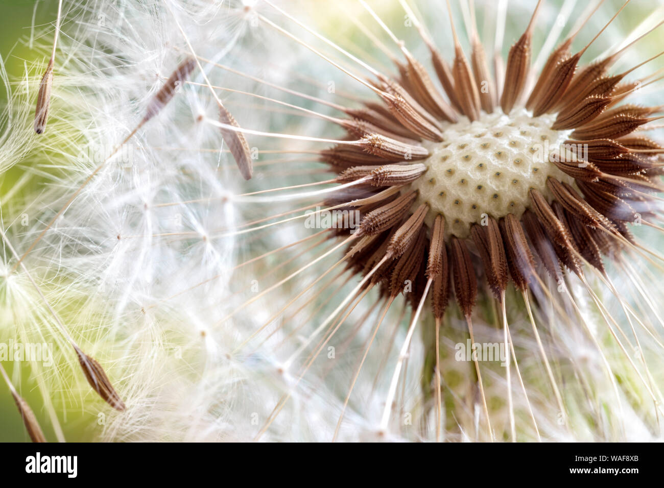 Dandelion clock seeds close up in morning sun Stock Photo