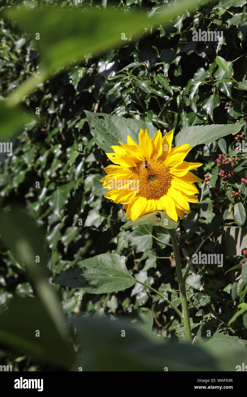 Sunflowers, UK Stock Photo Alamy