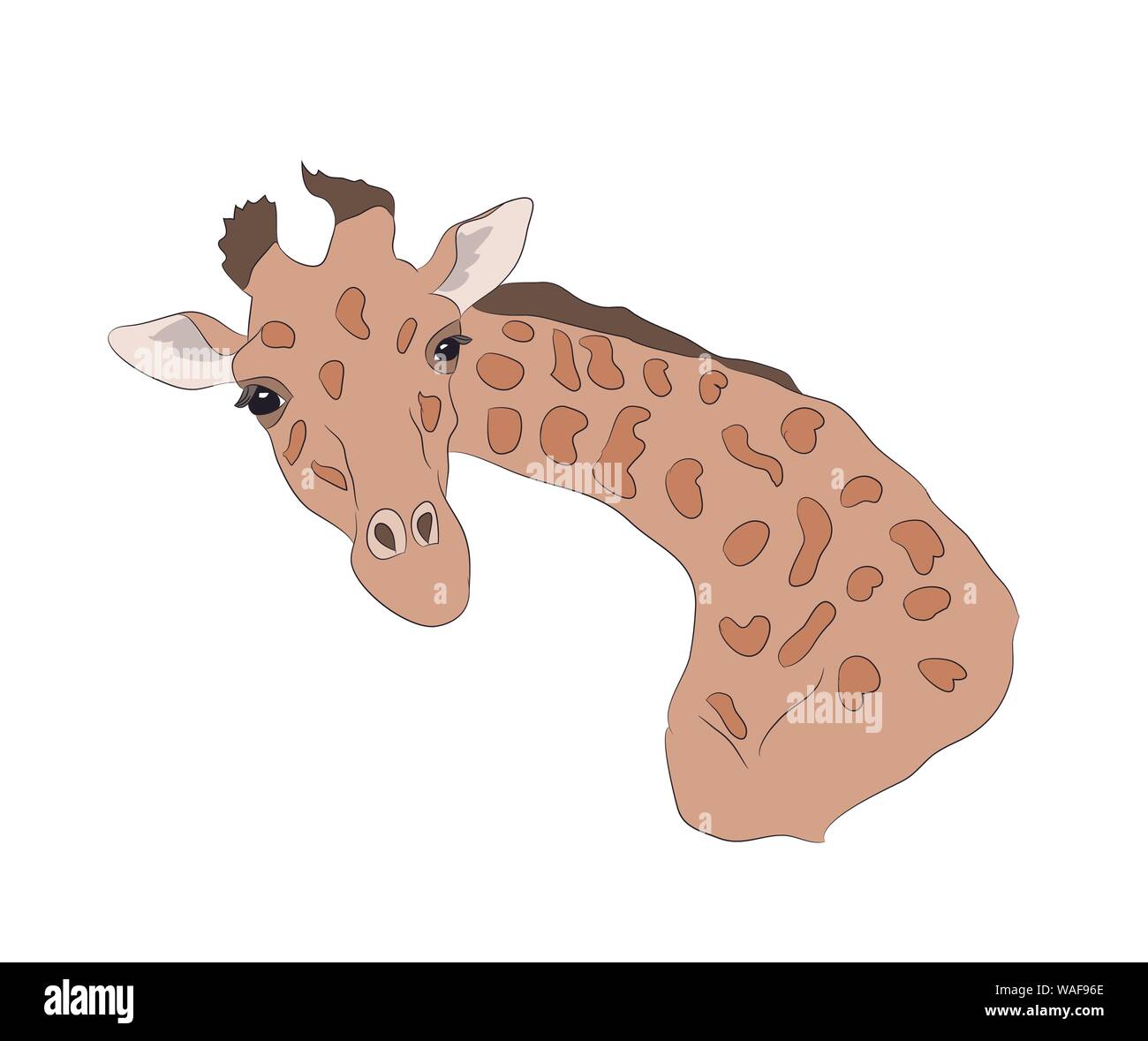 Northern giraffe Drawing giraffe mammal animals head png  PNGWing