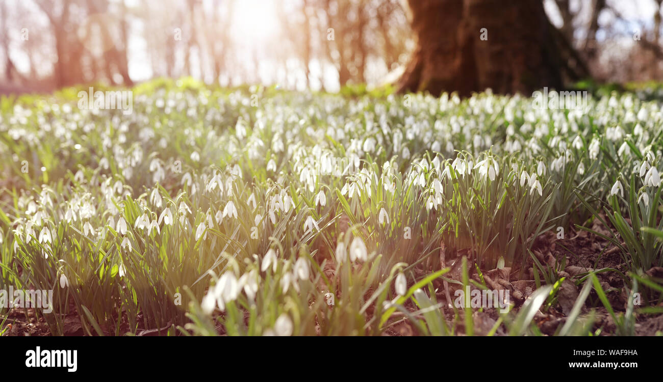 Snowdrops in forest morning sunlight Spring background Stock Photo