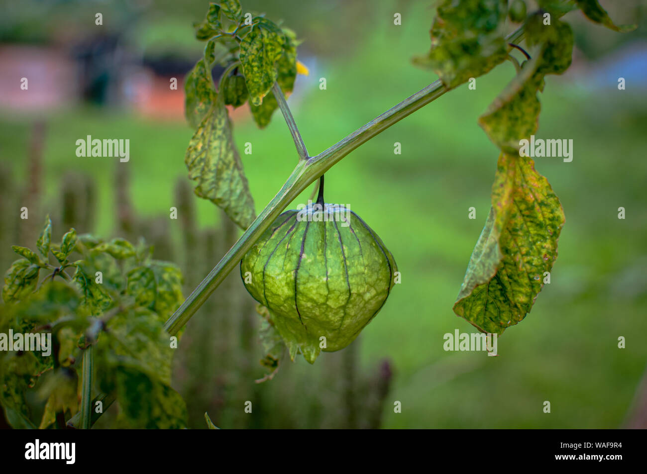 Tomatillo (Physalis philadelphica) also known as the Mexican husk tomato, is a nightshade plant that bears small green or green purple fruit. Stock Photo