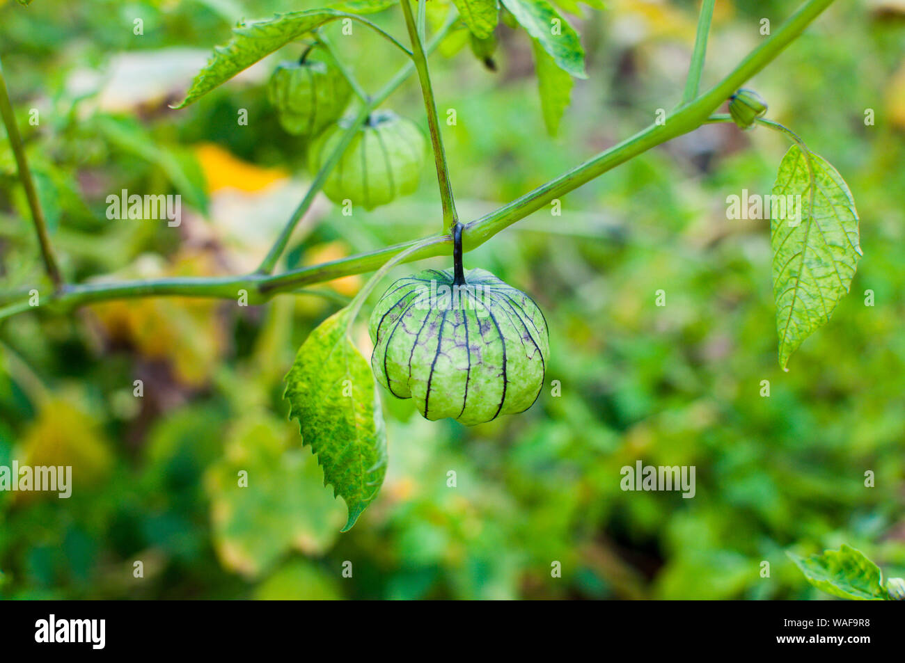 Tomatillo (Physalis philadelphica) also known as the Mexican husk tomato, is a nightshade plant that bears small green or green purple fruit. Stock Photo